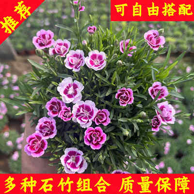 欧石竹花苗庭院常绿开花耐寒耐旱