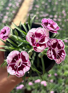 欧石竹花苗超美石竹初吻石竹常绿开花草坪多年生庭院绿化耐寒耐旱