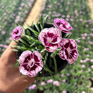 欧石竹花苗超美石竹初吻石竹常绿开花草坪多年生庭院绿化耐寒耐旱