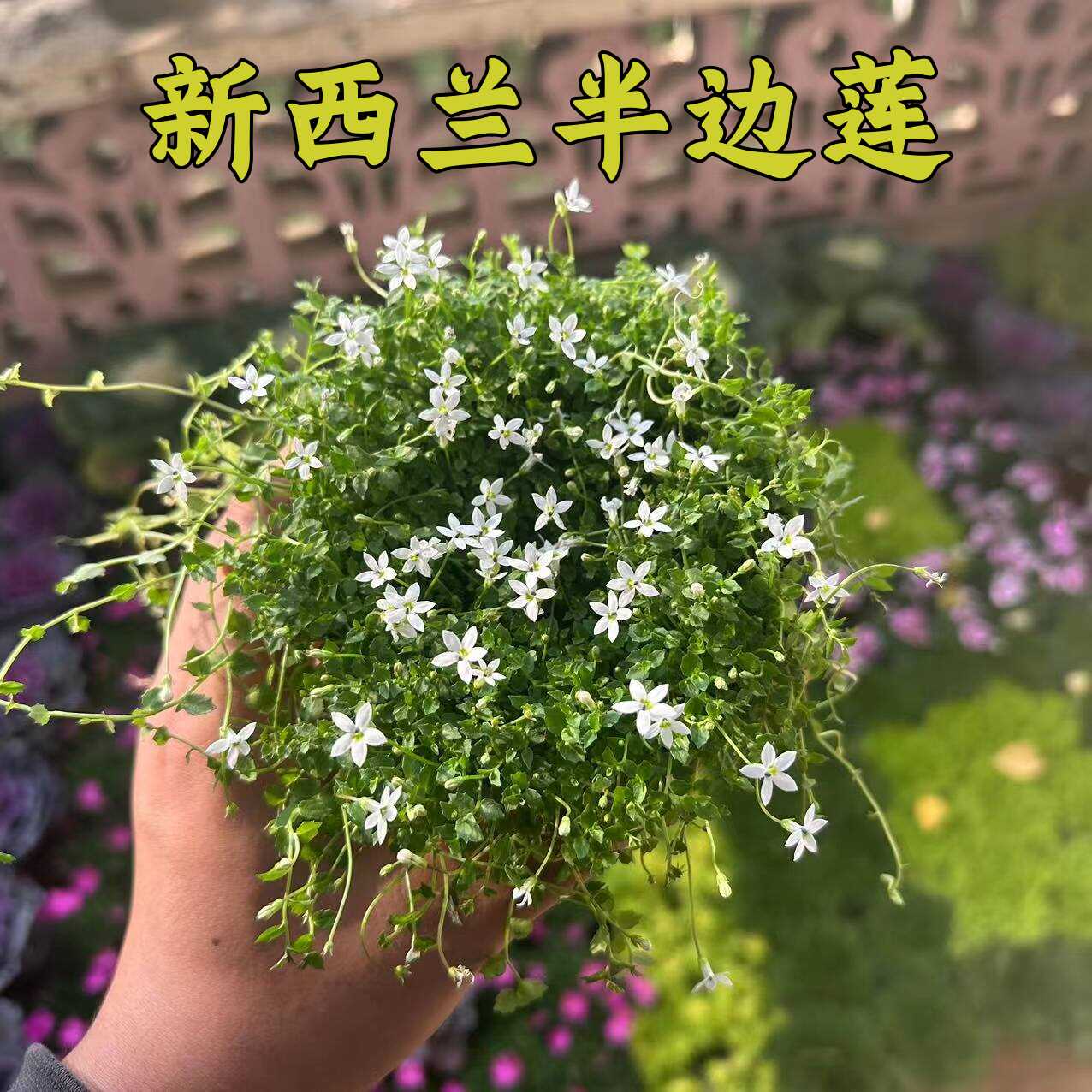 新西兰半边莲庭院景观绿化四季常绿草坪开花耐寒耐旱多年生宿根花