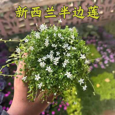 新西兰半边莲庭院景观绿化四季常绿草坪开花耐寒耐旱多年生宿根花