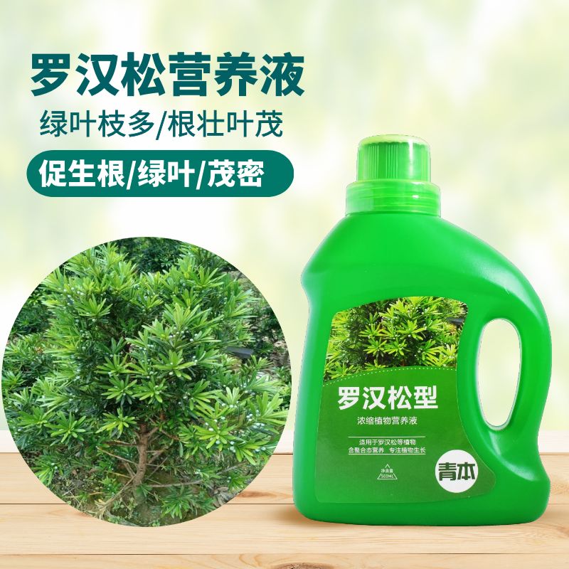 青本罗汉松专用营养液