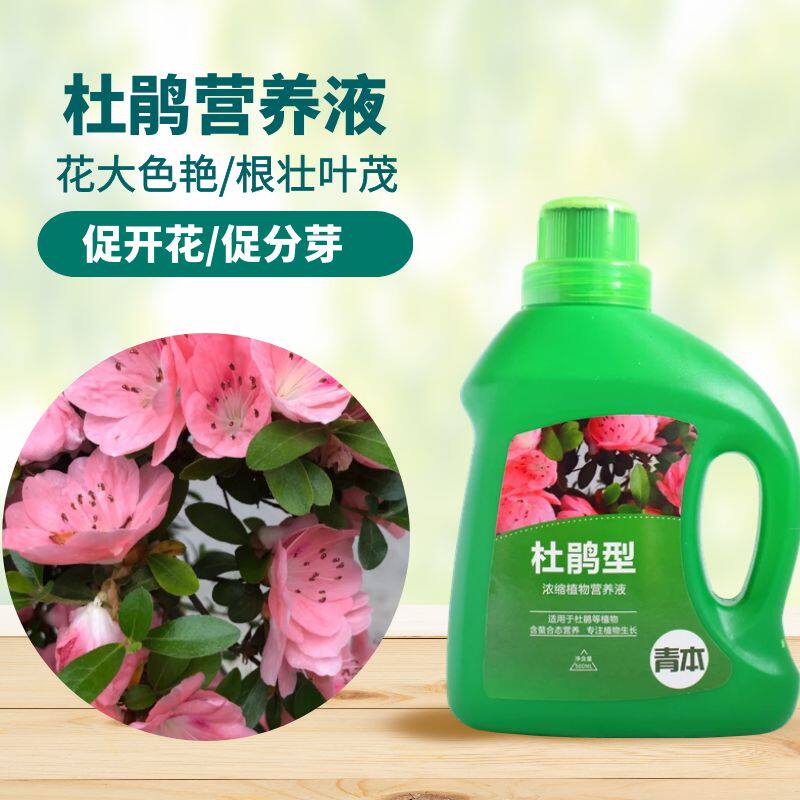 青本杜鹃花专用营养液