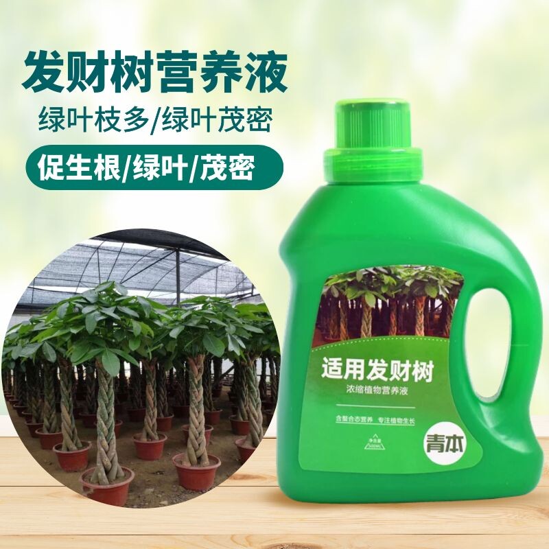 青本发财树专用营养液
