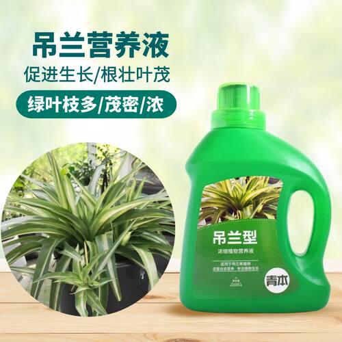 青本吊兰专用型营养液