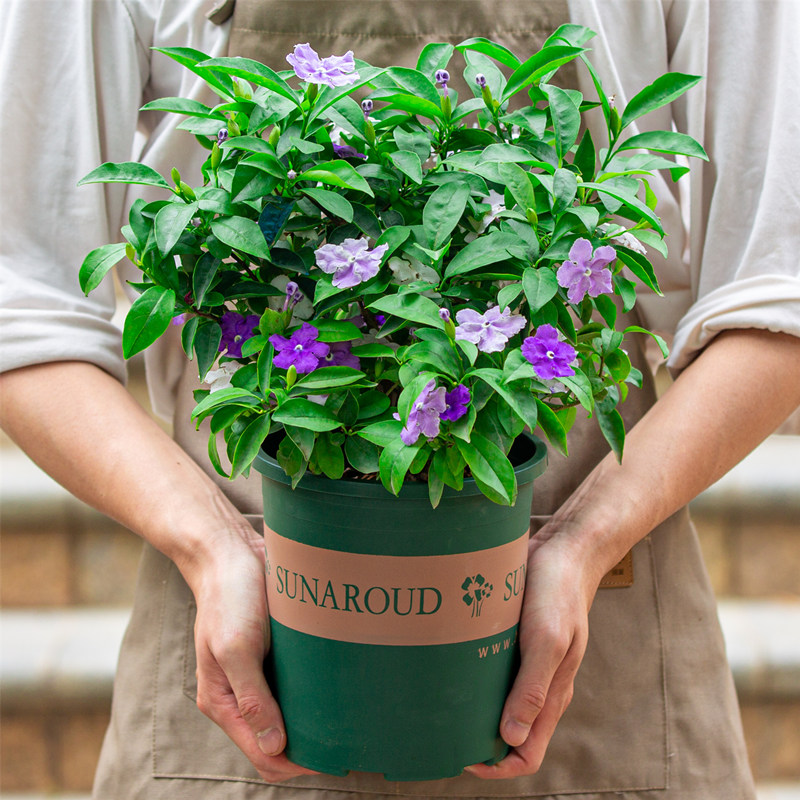 双色茉莉花盆栽番茉莉鸳鸯茉莉花苗庭院阳台室内外浓香花卉四季开