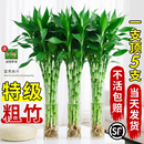 富贵竹水培植物客厅招财室内好养竹子粗杆带根盆栽绿植水养发财竹