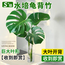 龟背竹水培植物老桩开背大叶带根大号办公室桌面绿植好养易活四季