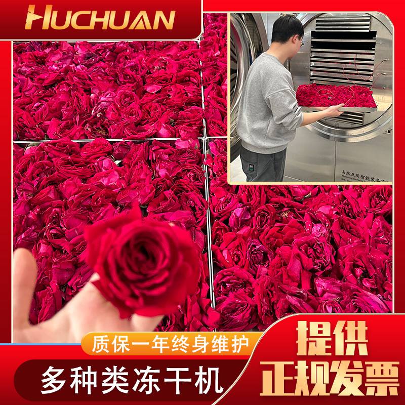 重瓣玫瑰冻干花茶冻干机 真空干燥机 甘肃苦水兰州玫瑰花冻干设备