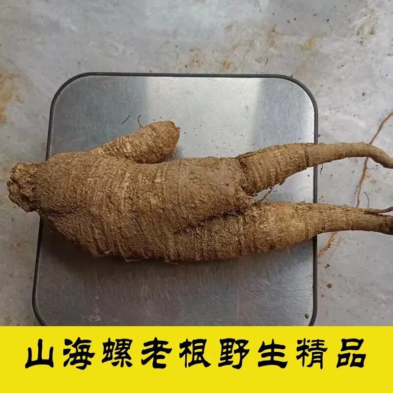广西野生山海螺中药材新鲜现挖四叶参新鲜中药材煲汤炖汤材料