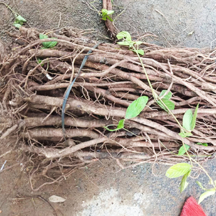 广西野生千斤拔中药材精选新鲜现挖红皮千斤拔煲汤泡酒原产地发货