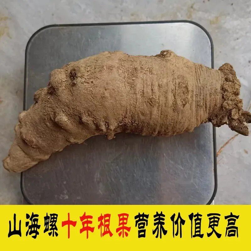 广西四叶奶参中药材新鲜现挖山海螺真品羊乳参药材煲汤炖汤材料