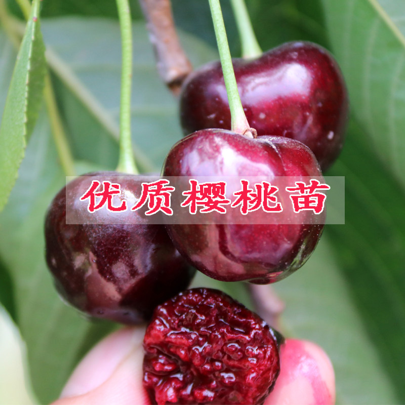 无核乌克兰大樱桃苗车厘子嫁接樱桃树苗品种早熟晚熟樱桃树苗