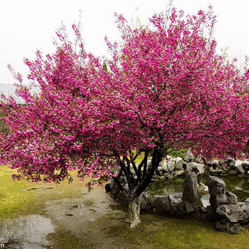 海棠树苗垂丝海棠花树西府庭院盆栽阳台耐寒花卉植物四季地栽大型