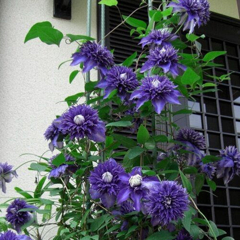 【花芬坊】水星二号铁线莲盆栽爬藤植物小中大苗重瓣大花藤本花卉