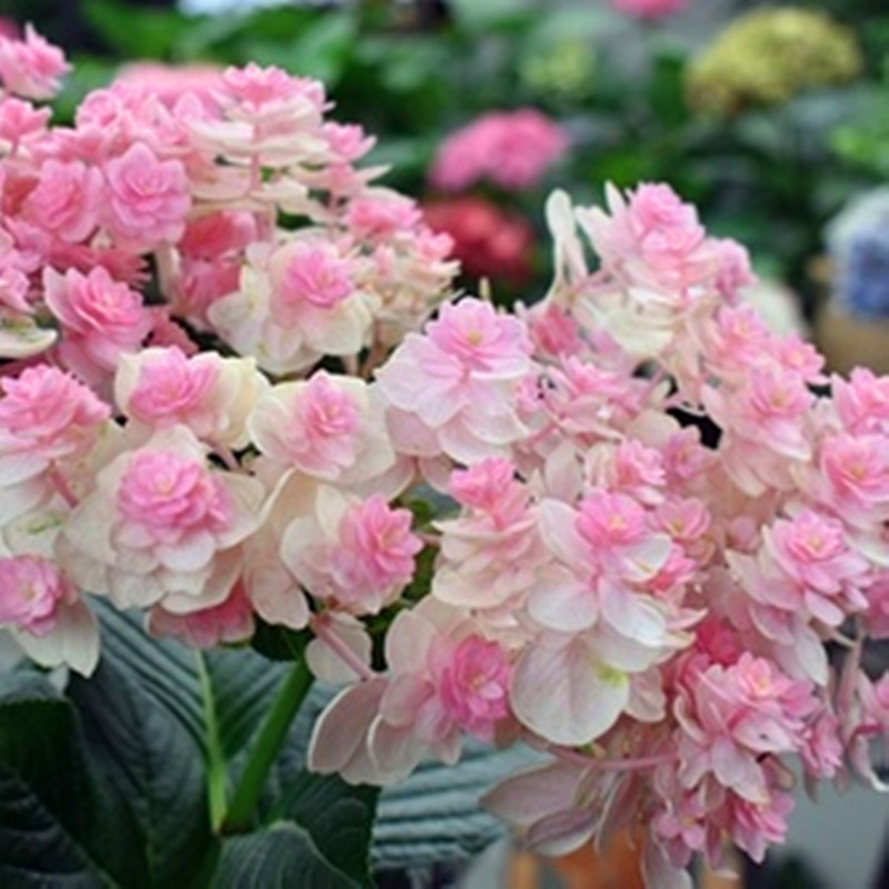花芬坊你我的惊喜绣球花苗盆栽八仙花阳台庭院耐寒植物四季开花卉