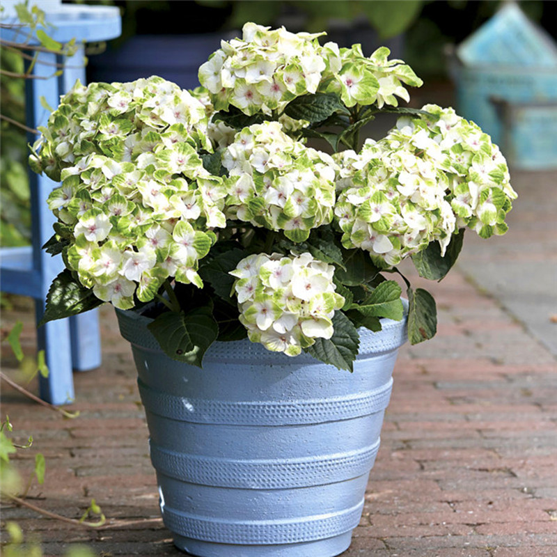 花芬坊魔幻贵族绣球花苗盆栽八仙花阳台庭院耐寒植物四季开花卉