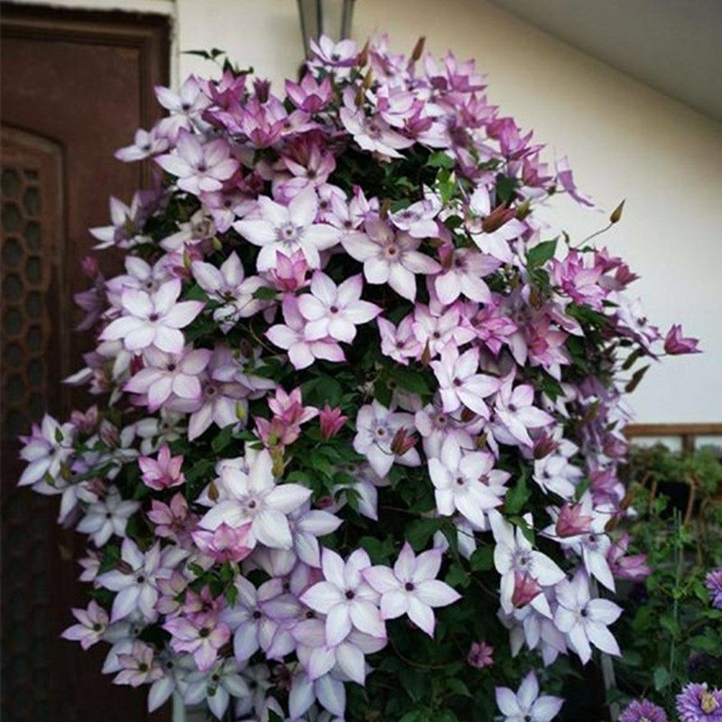 【花芬坊】 铁线莲盆栽爬藤植物苗乌托邦重瓣大花藤本花卉