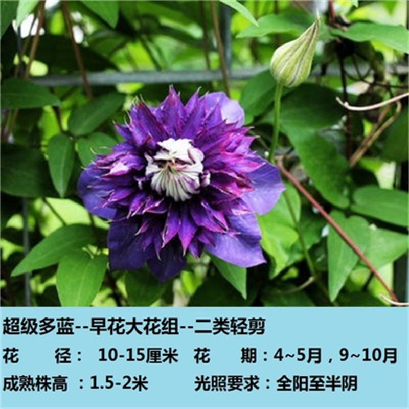 【花芬坊】超级多兰铁线莲盆栽爬藤植物小中大苗重瓣大花藤本花卉