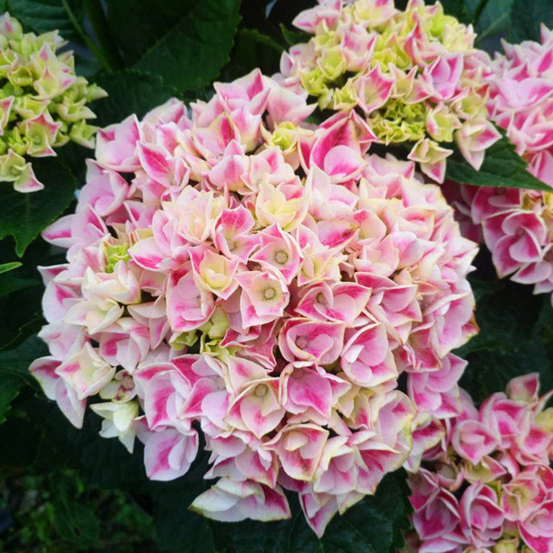 花芬坊魔幻精灵绣球花苗盆栽八仙花阳台庭院耐寒植物四季开花卉