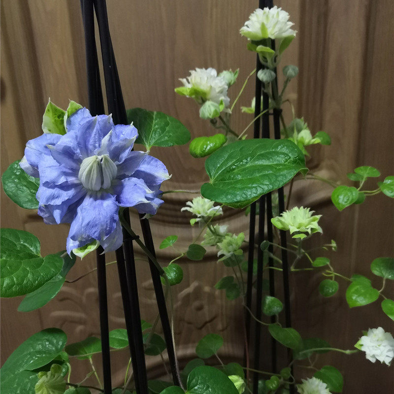 【花芬坊】马祖里铁线莲盆栽爬藤植物小中大苗重瓣大花藤本花卉