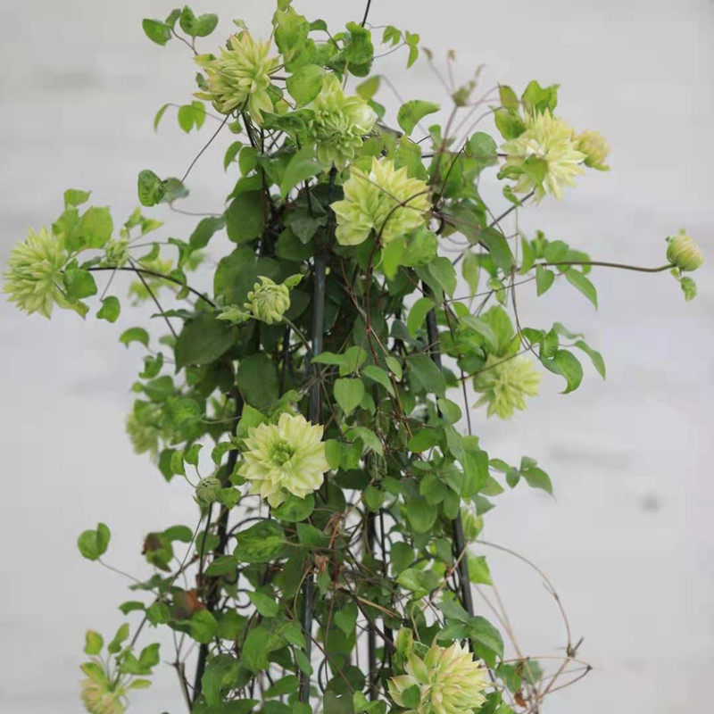 风之森林铁线莲盆栽爬藤植物小中大苗早花耐寒热绿色大花藤本花卉,鲜花速递/花卉仿真/绿植园艺,绣球/木绣球/木本植物,淘宝优惠券,粉丝福利购,淘宝优惠卷