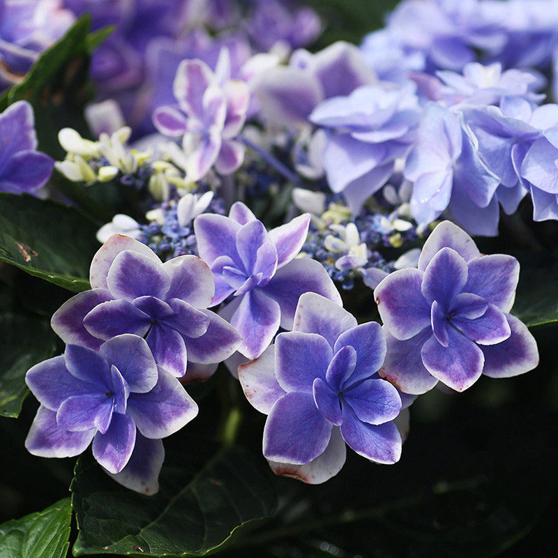 花芬坊新品雨中曲绣球花苗盆栽八仙花阳台庭院耐寒植物四季开花卉