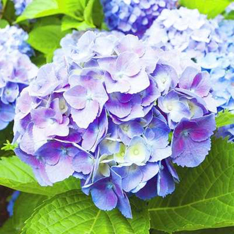 花芬坊罗斯绣球花苗盆栽八仙花阳台庭院耐寒植物四季开花卉