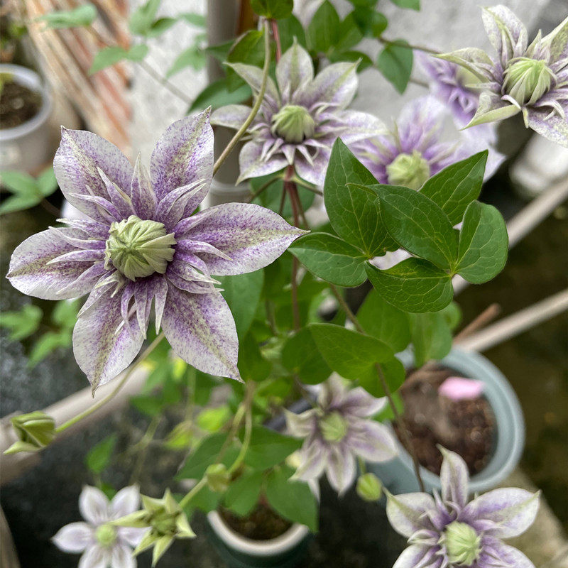 水面妖精3类f系列耐热铁线莲盆栽爬藤植物小中大苗耐热大藤本花卉