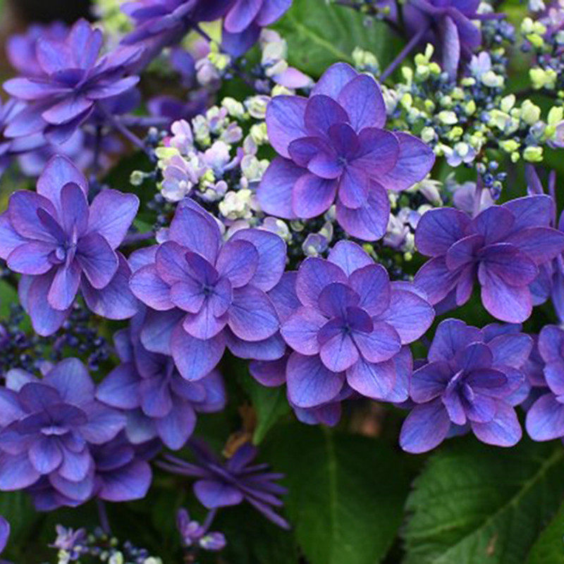 花芬坊小町绣球花苗盆栽八仙花阳台庭院耐寒植物四季开花卉