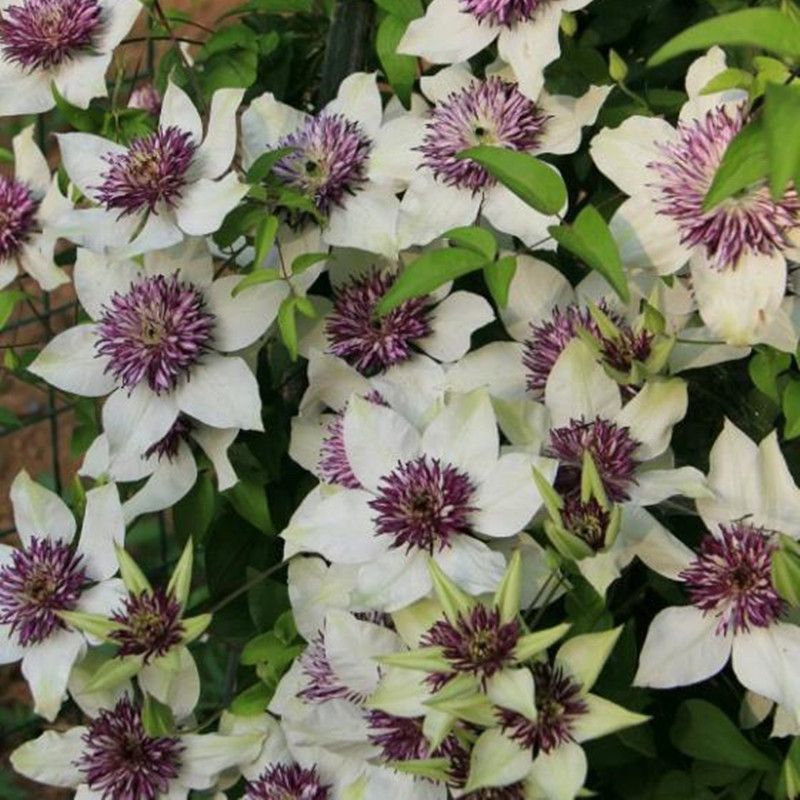 促销【花芬坊】老幻紫铁线莲盆栽爬藤植物小中大苗重瓣大花藤本花