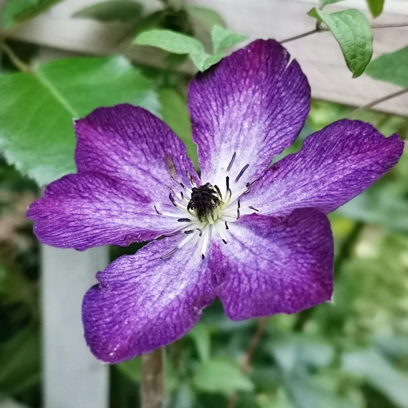 神秘面纱紫色耐热铁线莲盆栽爬藤植物小中大苗耐热大花藤本花卉