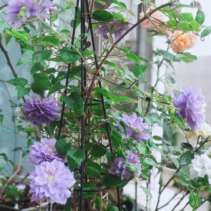 【花芬坊】蔚蓝绒球铁线莲盆栽爬藤植物小中大苗重瓣大花藤本花卉-封面