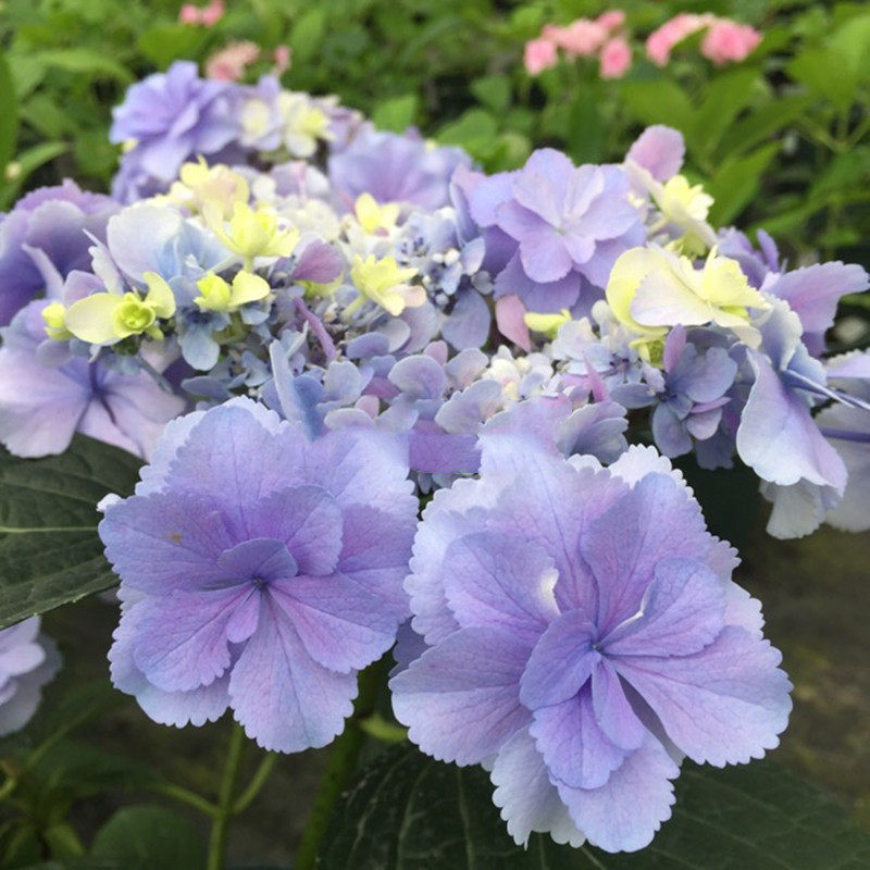 花芬坊早安绣球花苗盆栽八仙花阳台庭院耐寒植物四季开花卉