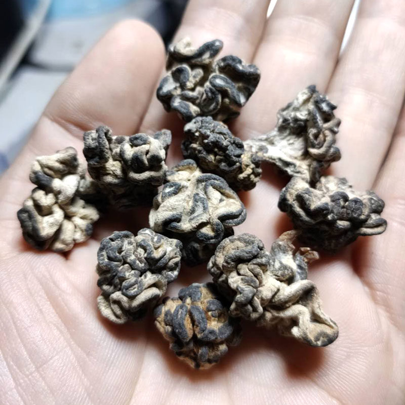 核桃菌500g猴脑菇玛咖菌猴脑菌玛卡菌黑球菌干货松花菌酒店特色