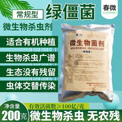 绿僵菌寄生侵染虫体并能相互传染实用200多种虫上金龟子蛴螬 蟑螂