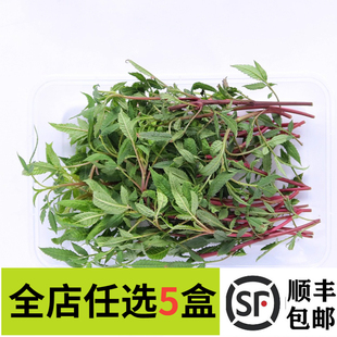 新鲜芳香万寿菊枝条叶片可食用百香果味鲜叶花卉香叶泡水香草