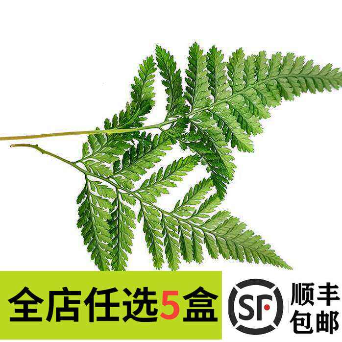 新鲜狼尾蕨兔脚蕨龙爪蕨15枝 酒店西餐日料冷菜装饰花草摆盘点缀