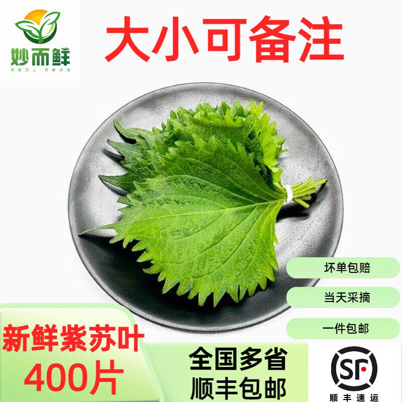 新鲜紫苏叶顺丰包邮绿苏叶日本料理大叶西餐香料刺身摆盘白苏叶