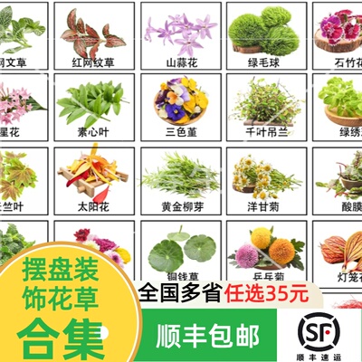新鲜花草合集薄荷叶清香木叶子
