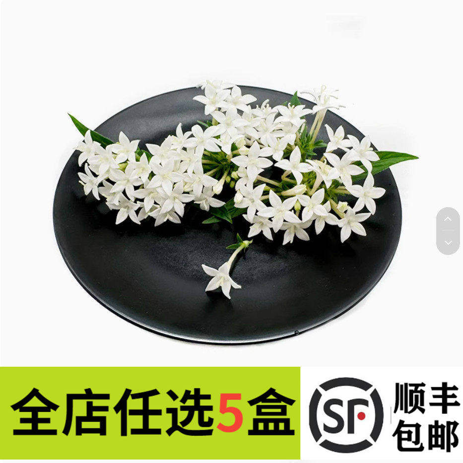 新鲜白色五星花50朵 莺罗花 繁星花 餐饮冷盘摆盘装饰鲜花酒店