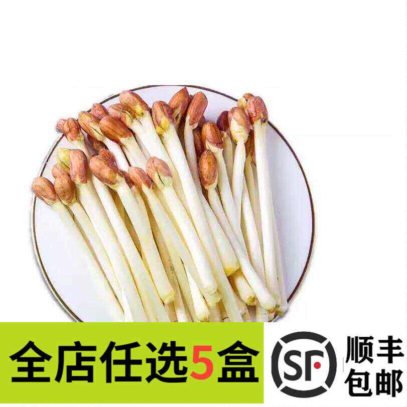 新鲜花生芽1盒 食用花生苗生鲜蔬菜芽苗长寿芽酒店饭店烫火锅食材