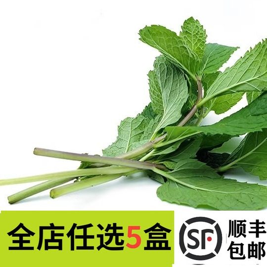 新鲜薄荷叶250g 留兰香薄荷 酒吧莫吉托调酒食用香料 泡水烘焙用,水产肉类/新鲜蔬果/熟食,其它,淘宝优惠券,粉丝福利购,淘宝优惠卷