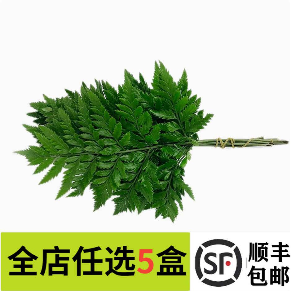 新鲜高山羊齿叶芒叶杨子叶