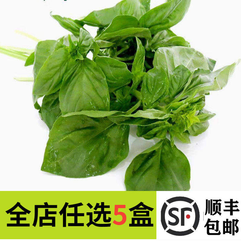 新鲜罗勒叶250g西餐香料食用青酱制作罗勒新鲜蔬菜酒店西餐香料