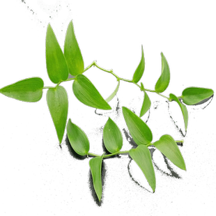 新鲜幸运星50g一把阔叶舞竹非熊猫竹日料西餐酒店西餐摆盘装饰