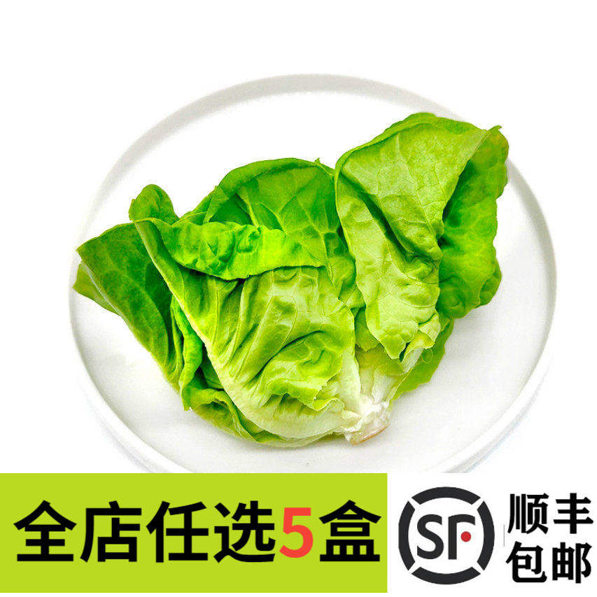 新鲜奶油生菜500g波斯顿生菜