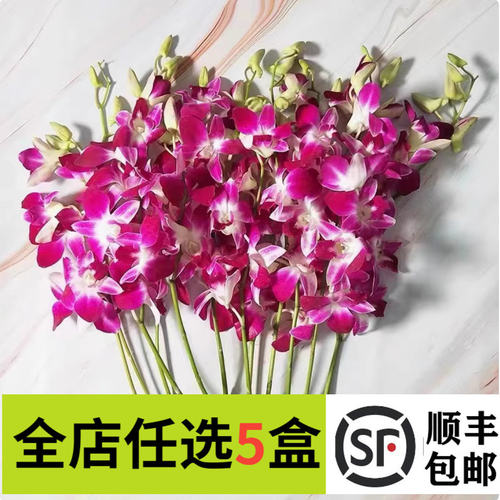 新鲜洋兰花12支/把杨兰花