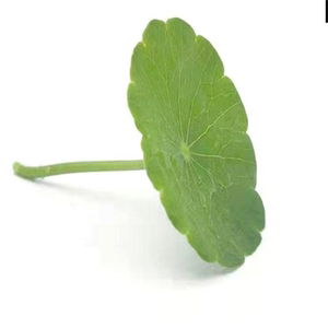 铜钱草新鲜50片非旱金莲叶