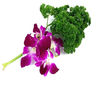 新鲜蔬菜 火红苗15g 安曼红苗 斯卡纳苗食用芽苗菜 西餐摆盘装饰